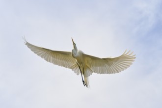 A white egret flies with outstretched wings in the sky, Great Egret (Egretta alba), spring, St.