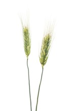 Gommer, grain, exempt, Dinklage, Lower Saxony, Germany