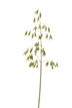 Oats (Avena), cereals, exempted, Dinklage, Lower Saxony, Germany