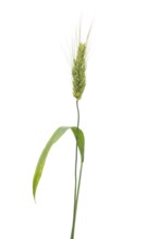 Wunderweizen, grain, exempt, Dinklage, Lower Saxony, Germany