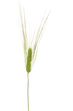 Grain, exempted, Dinklage, Lower Saxony, Germany