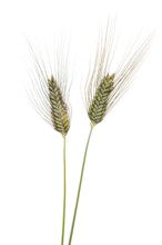 Macha wheat, grain, exempted, Dinklage, Lower Saxony, Germany