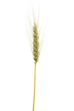 Common wheat, cereals, exempted, Dinklage, Lower Saxony, Germany