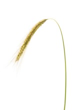 Roggen Martin Schmidt, grain, exempt, Dinklage, Lower Saxony, Germany