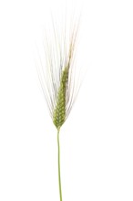 Winter emmer (Triticum dicoccon Schrank), cereals, released, Dinklage, Lower Saxony, Germany