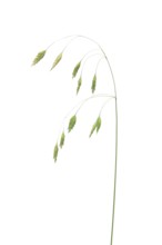 Spelz-Trespe, Dinklage, Lower Saxony, Germany