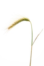 Triticale (Triticosecale), exempted, Dinklage, Lower Saxony, Germany