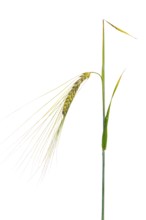 Spring barley Barley (Hordeum vulgare), cereals, optional, Dinklage, Lower Saxony, Germany