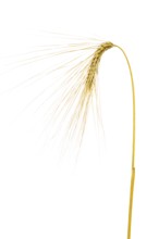 Winter barley (Hordeum vulgare), cereal, released, Dinklage, Lower Saxony, Germany