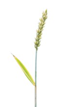 Winter wheat, grain, exempted, Dinklage, Lower Saxony, Germany