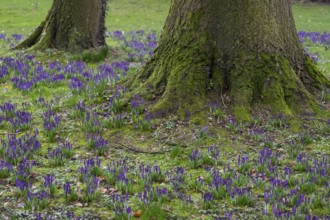 Crocuses (Crocus) and beech tree in Oldenburg Castle Park, Oldenburg, Lower Saxony, Germany