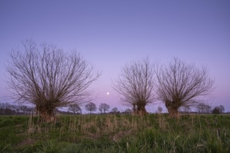 Willows against evening sky with moon, Telbrake, Vechta, Lower Saxony, Germany