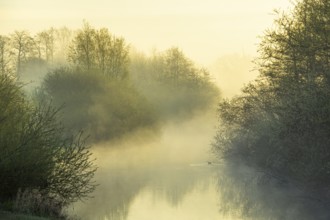 River Lohne at sunrise with fog, Dümmer, Lembruch, Lower Saxony, Germany