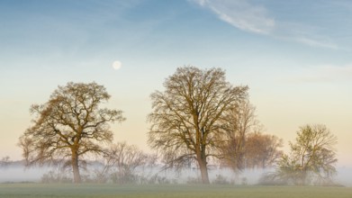 Two trees on the Hunte near Dümmer See at daybreak with fog, Dümmer, Lembruch, Lower Saxony,