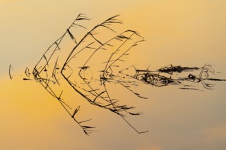 Silhouette of reed stalks in the water of HMunte near Dümmer, Hüde, Lower Saxony, Germany