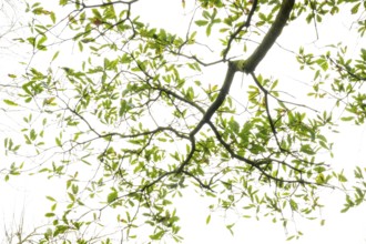 Crown of an oak (Quercus) in the castle garden in Oldenburg, Oldenburg, Lower Saxony, Germany