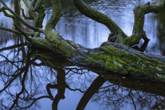 Tree lying in the Mühlenhunte in the castle park in Oldenburg, Oldenburg, Lower Saxony, Germany