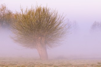Willow in a wet meadow with fog on Dümmer, Dümmer, Lembruch, Lower Saxony, Germany