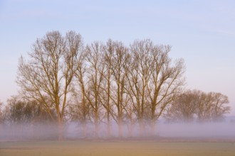 Row of trees at sunrise with fog, Dümmer lowlands, Dümmer See, Lembruch, Lower Saxony, Germany