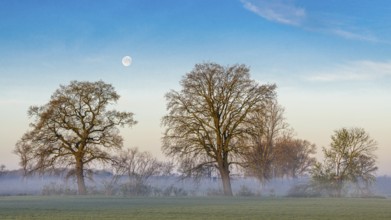 Two trees on the Hunte with moon near Dümmer See at daybreak with fog, Dümmer, Lembruch, Lower