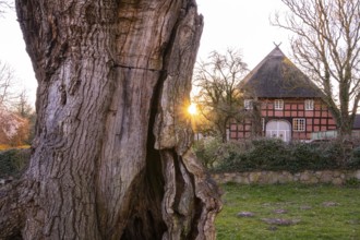 1000-year-old oak (Quercus) with Niedersachsenhalle Tapkenhof, Wildeshausener Geest, Dötlingen,