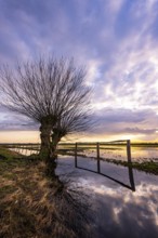Pasture on a ditch in Ochsenmoor am Dümmer, Ochsenmoor, Hüde, Lower Saxony, Germany