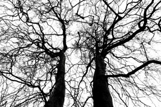 Leafless crown of a plane tree, Oldenburg, Lower Saxony, Germany