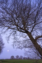 Silhouettes of oak trees (Quercus) in front of evening sky with moon at blue hour, tree, Telbrake,