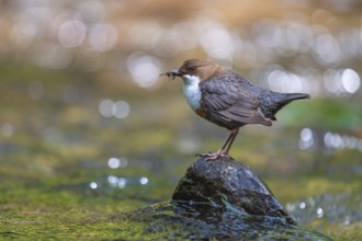 White-throated White-throated Dipper (Cinclus cinclus) sitting on a stone with food, Blomberg,