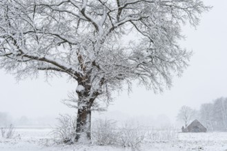 Oak (Quercus) in a snowdrift, Vechta, Lower Saxony, Germany