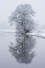 Wintery tree with hoarfrost reflected in the Hunte, Diepholz, Lower Saxony, Germany