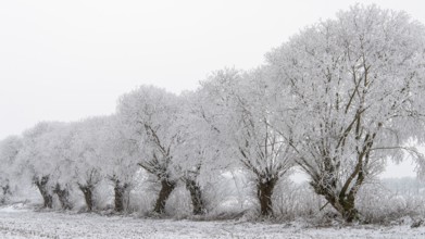 Winter willows in snow, Vechta, Lower Saxony, Germany