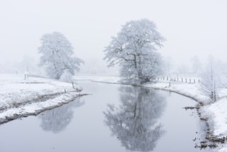 Wintery tree with hoarfrost reflected in the Hunte, Diepholz, Lower Saxony, Germany
