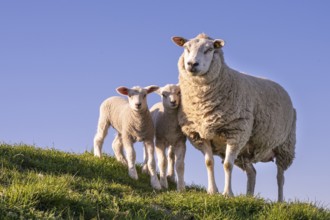 Sheep on the Hunte dyke, Lamm, Elsfleth, Lower Saxony, Germany