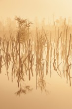 Daybreak in rewetted moor with cripple birches at sunrise in Goldenstedter Moor, Oldenburger