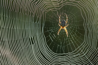 Cross spider (Araneus) in a spider web, Goldenstedt, Lower Saxony, Germany
