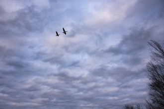 Two greylag geese (ander anser) migrate in front of the evening sky at the wintry Dümmer See, Hüde,