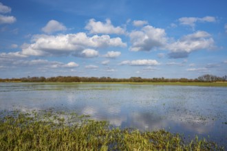 Reeds on the banks of Dümmer, Lake Dümmer, Hüde, Lower Saxony, Germany
