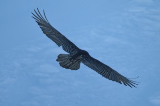 A bearded vulture in silhouette against the evening sky, bearded vulture (Gypaetus barbatus), Gemmi