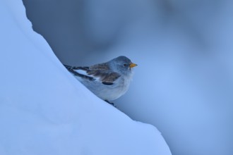 A bird resting on a blue, snow-covered slope, Snowfinch (Montifringilla nivalis), Gemmi Pass,