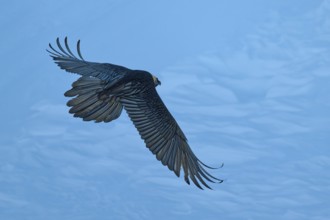 A large bird majestically spreads its wings in the blue sky, bearded vulture (Gypaetus barbatus),
