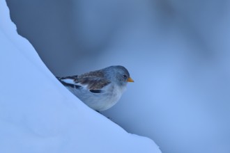 A bird on a snow-covered blue slope, snow finch (Montifringilla nivalis), Gemmi Pass, Leukerbad,