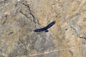 An eagle flies over a rugged, rocky landscape, its wings spread out in the current, Golden Eagle