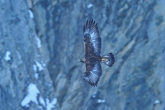 An eagle in its element, high up in the sky, with the rocky landscape below, golden eagle (Aquila