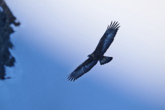 An eagle soars majestically over the cliffs, the sky as a colourful backdrop, golden eagle (Aquila