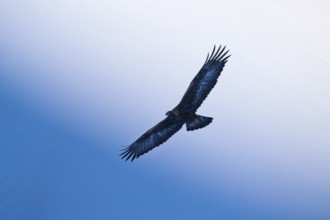 An eagle flies high in the sky, its wings spread wide, against a blue background, golden eagle