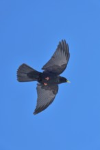 A black bird flies with wide-spread wings in the clear blue sky, Alpine chough (Pyrrhocorax