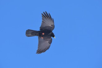 A black bird flies in the clear sky with outstretched wings, Alpine chough (Pyrrhocorax graculus),