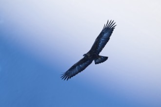 A majestic eagle spreads its wings and soars through the wide blue sky, Golden Eagle (Aquila