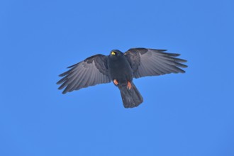 A black bird flying head-on with outstretched wings under a blue sky, Alpine chough (Pyrrhocorax